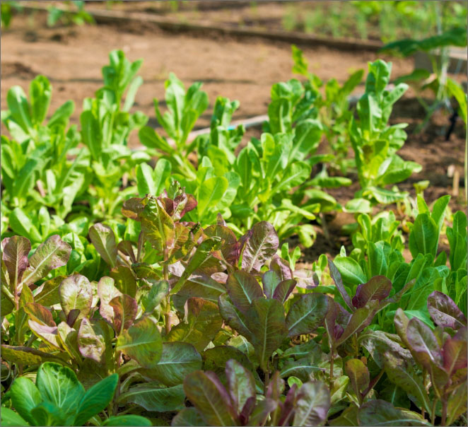 Community Garden