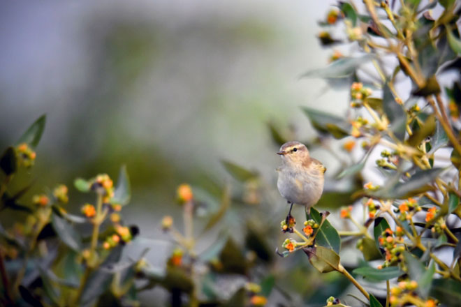 Kaust Birds