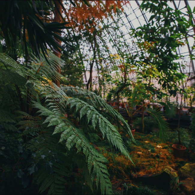 Kaust Flora