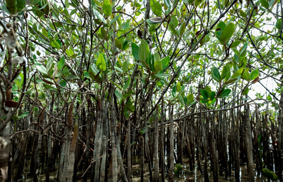 MANGROVE FORESTS