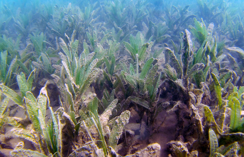 SEAGRASS MEADOWS