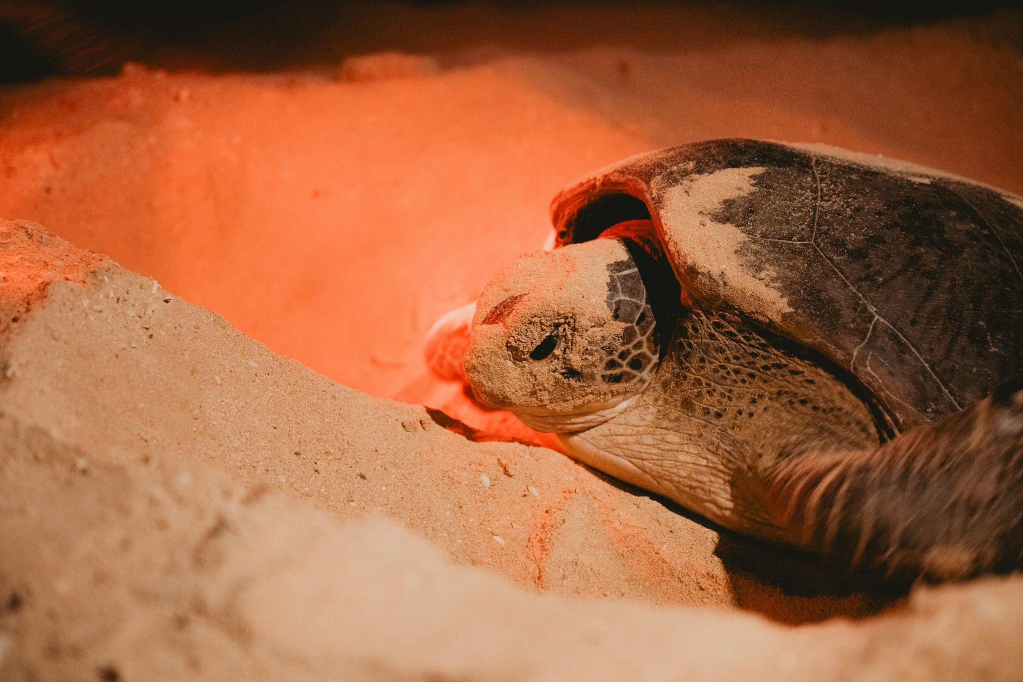 turtle